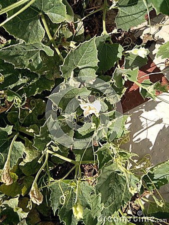 Lagenaria siceraria vine with flowers and young fruits, Bottle cultivar with nearly pyriform dark green spotted fruits Stock Photo