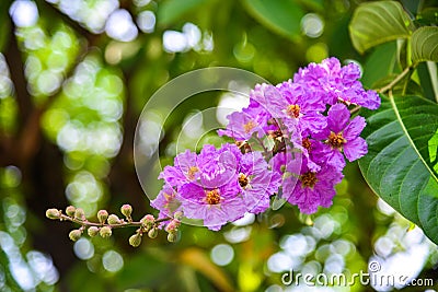 Lagerstroemia beautiful bouquet in nature Stock Photo