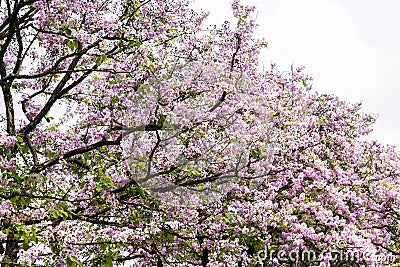 Lagerstroemia a beautiful purple flower Stock Photo