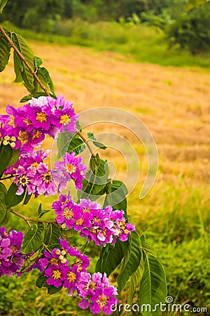 Lagerstroemia floribunda flowers,Lagerstroemia speciosa or tabak tree in Thailand Stock Photo