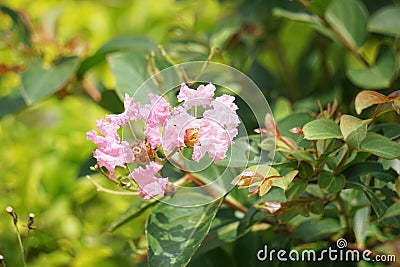 Lagerstroemia indica (crape myrtle, crepe myrtle, queen crape myrtle, bungur, jarul, banaba) Stock Photo