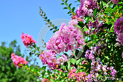 Lagerstroemia indica Stock Photo