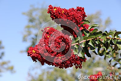 Lagerstroemia with red flowers Stock Photo