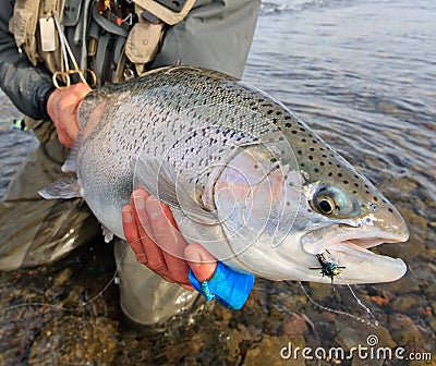 Lago Strobel steelhead Stock Photo