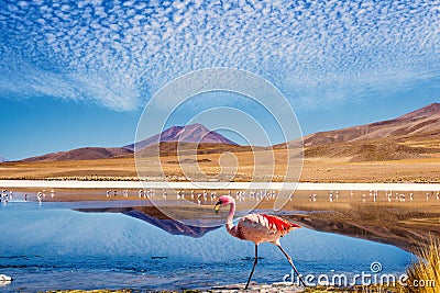 Lagoon flamingo bolivia Stock Photo