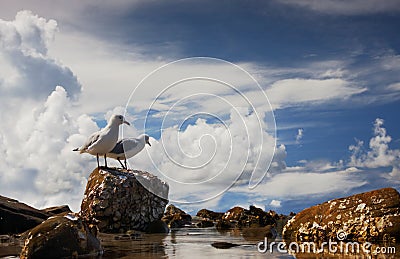 Silver Gulls - Chroicocephalus or Larus novaehollandiae Stock Photo