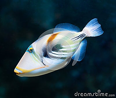 Rhinecanthus aculeatus or Lagoon triggerfish, also known as the Stock Photo