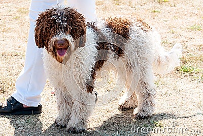 Lagotto romagnolo Stock Photo