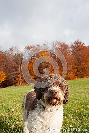 Lagotto Romagnolo Stock Photo