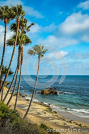 Laguna Beach Palm Trees Stock Photo