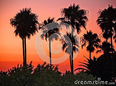 Laguna Beach Palms Stock Photo