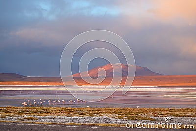 Laguna Colorada or the Red Lagoon on the Bolivian Altiplano with a Large Group of Flamingos, Potosi Department, Bolivia Stock Photo