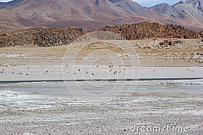 Laguna Grande in the Catamarca Province at Puna de Atacama, Argentina Stock Photo