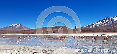 Laguna Hedionda, Bolivia, South America Stock Photo