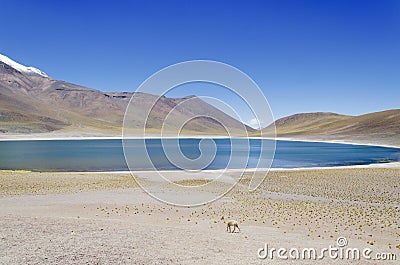 Laguna Miscanti with Vicuna Stock Photo