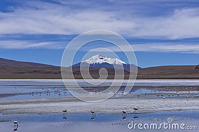 Laguna Pasto Grande, Bolivia, South America Stock Photo