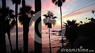 Laguna palm trees Stock Photo