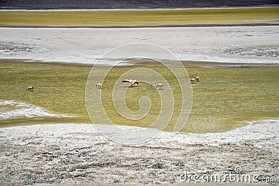 Lagunas de los Aparejos, La Puna, Argentina Stock Photo