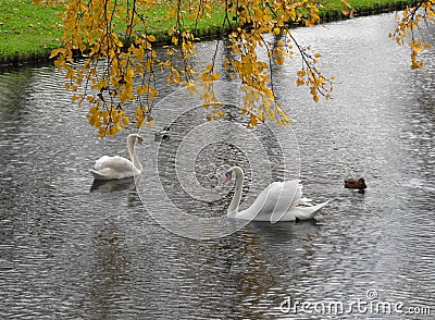 Laid-back swan Stock Photo