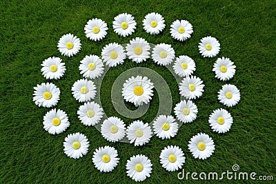 21 laid out in daisies on a green lawn Stock Photo