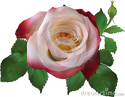 Laight and dark single rose flower Vector Illustration