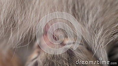 Le Chaton Nouveau Ne Avec Des Yeux Clos Des Mensonges Sur Le Chat De Mere Qui Allaite L Allaitement Des Chatons Clips Videos Video Du Ventre Soin