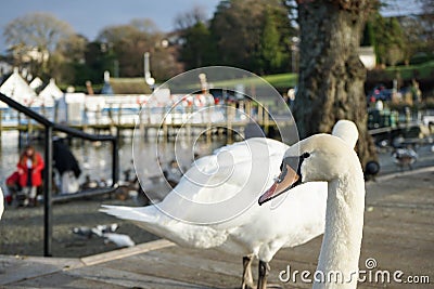 Lake Stock Photo