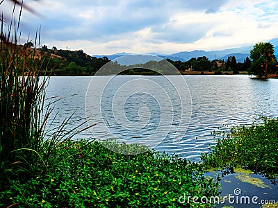 The Lake in Almaden Lake Park with blue water and aquatic plants Stock Photo