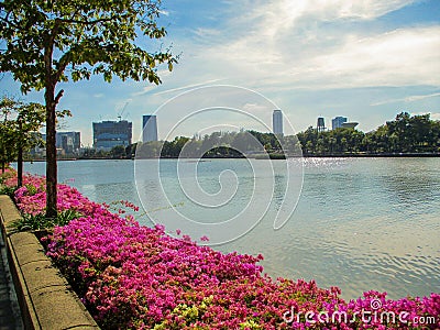 Lake Bangkok Benchakitti park Bougainvillea flowers Editorial Stock Photo