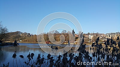Lake behind the bushes in the louvain la neuve in belgium Stock Photo