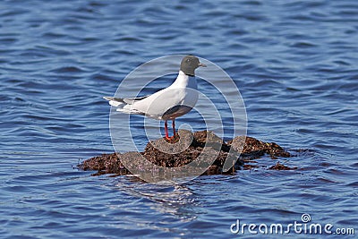 Lake bird against water Stock Photo