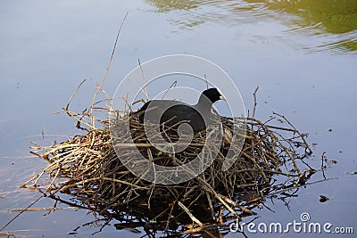 The lake and a black moorhen, on a nest Stock Photo