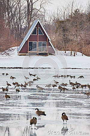 Lake cabin on frozen lake covered in geese during winter Stock Photo