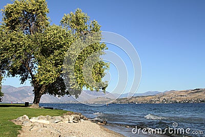 Lake Chelan and Tree Stock Photo