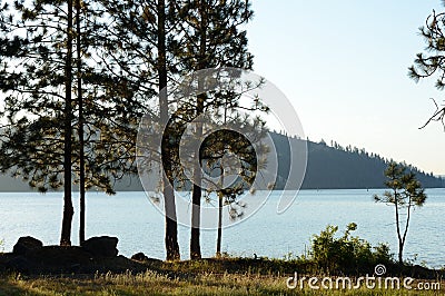 Lake Coeur d`Alene with Ponderosa Pines Stock Photo