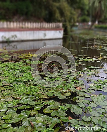 Lake covered by wetlands. Leaves are floating on it Stock Photo