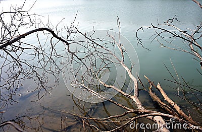 Lake with dead wood Stock Photo