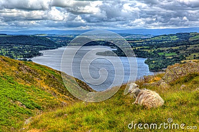 The Lake District Cumbria England UK sheep with elevated view of Ullswater English countryside in hdr Stock Photo