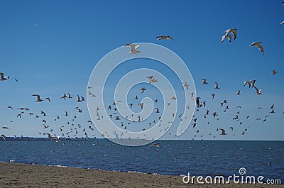 Lake Erie - sand beach and seagulls Stock Photo