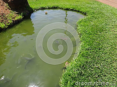 Lake with fishes Stock Photo