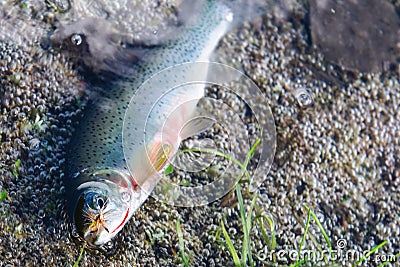 Lake fishing Stock Photo