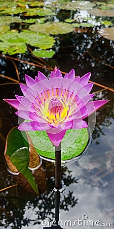 Lake flower in india Stock Photo