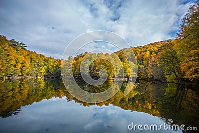 Lake forest reflection Stock Photo
