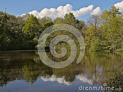 Lake with spring trees and blue sky with fluffy clouds in the Flemish countrysoide Stock Photo