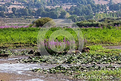 Lake grass flowers Stock Photo