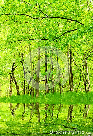 Lake in green hornbeam growth. Stock Photo