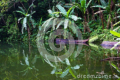 Lake in the jungle, Philippines Stock Photo