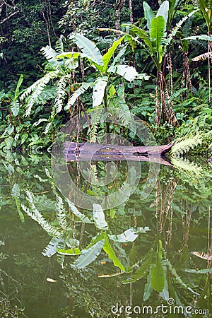 Lake in the jungle, Philippines Stock Photo