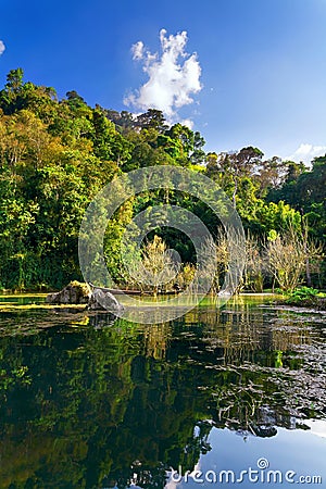 Lake, jungle, swamp Stock Photo