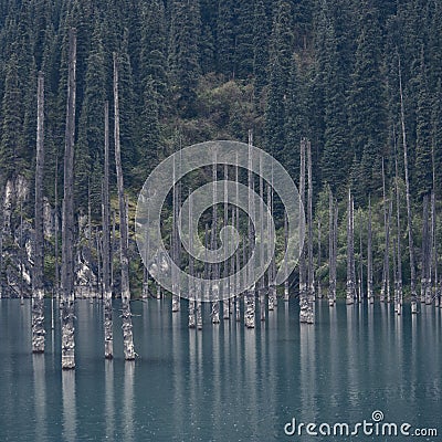 Lake Kaindy. Dead trees over the lake. Against the backdrop of fir trees. Stock Photo